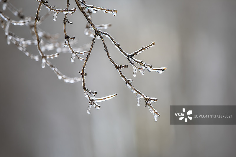 树枝上的冻雨图片素材