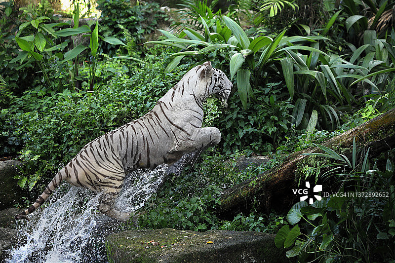 跳跃的白色老虎图片素材