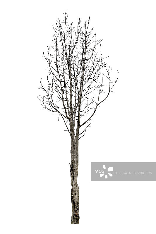 白色背景上的枯树，带裁剪路径图片素材