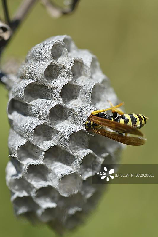 欧洲纸胡蜂（Polistes dominula）在意大利西西里岛筑巢图片素材
