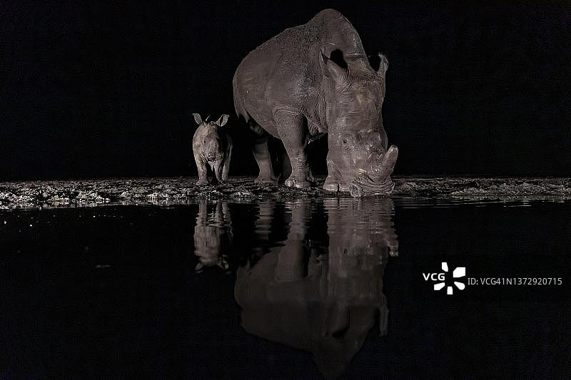 夜晚在水坑边饮水的白犀牛母子，南非夸祖鲁-纳塔尔省图片素材