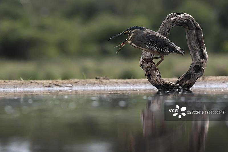 绿鹭，Zimanga禁猎区，夸祖鲁-纳塔尔省，南非图片素材