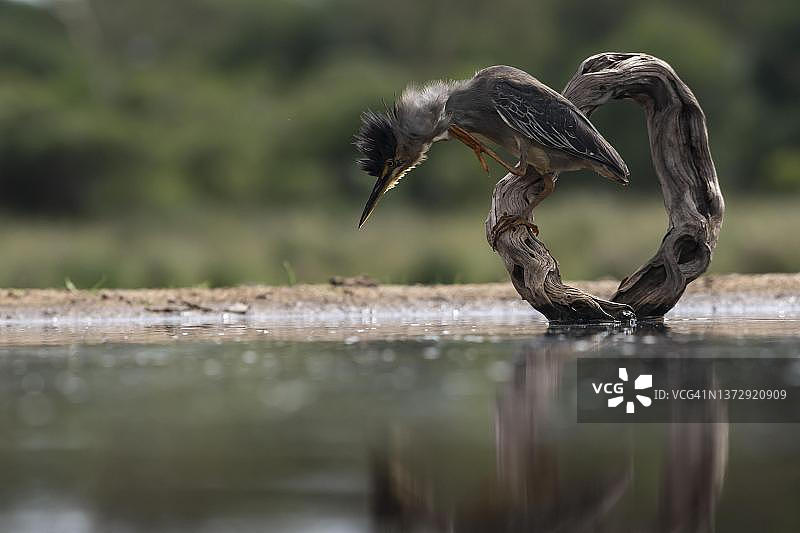 绿鹭，Zimanga禁猎区，夸祖鲁-纳塔尔省，南非图片素材