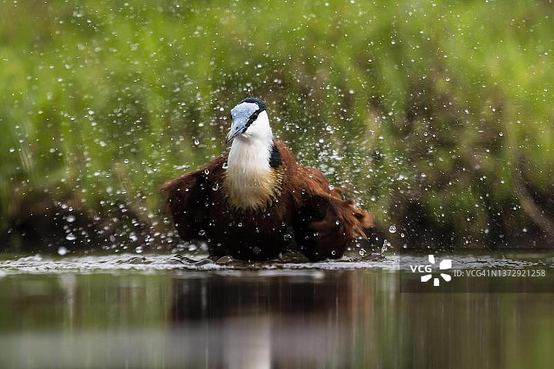 非洲水雉（Actophilornis africanus），南非夸祖鲁-纳塔尔省图片素材