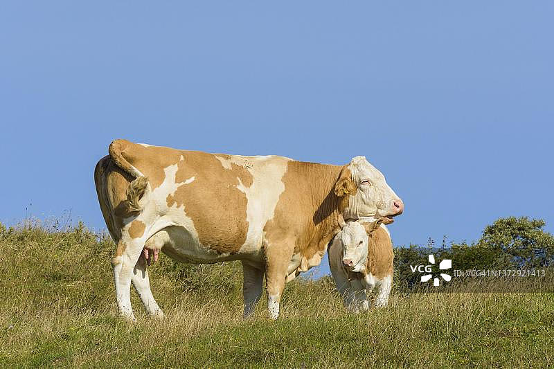 丹麦北日德兰地区洛肯的牛和牛犊图片素材