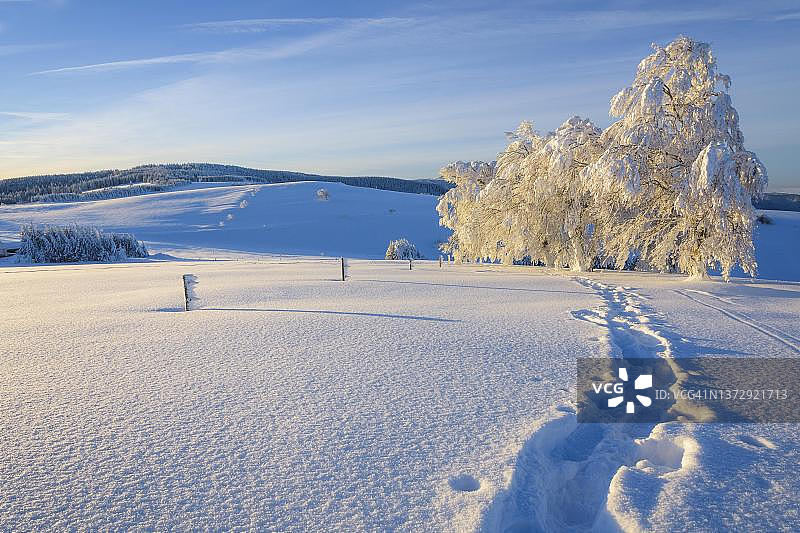 德国黑森林绍因斯兰冬季雪地景观图片素材