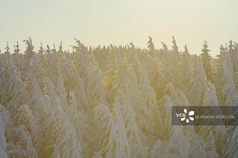 清晨逆光下覆盖着积雪的针叶树，位于德国巴登-符腾堡州弗莱堡图片素材