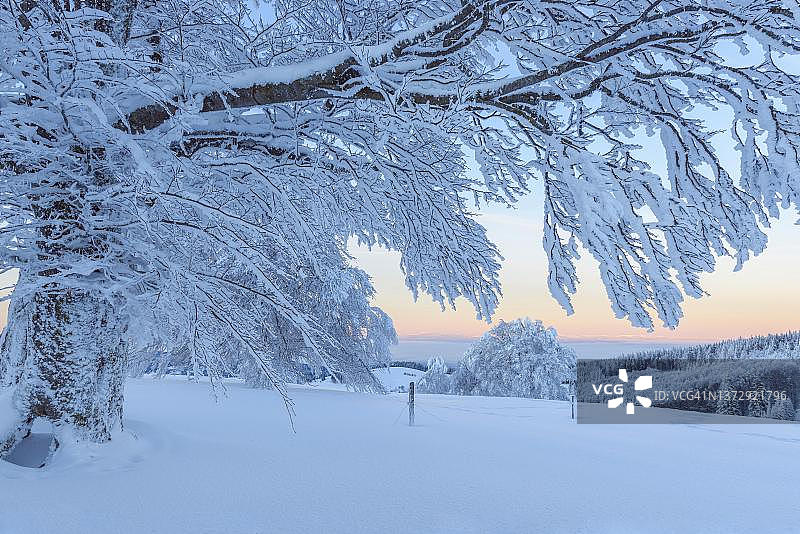 黑森林绍因斯兰温布切的雪景山毛榉树在黎明时分图片素材