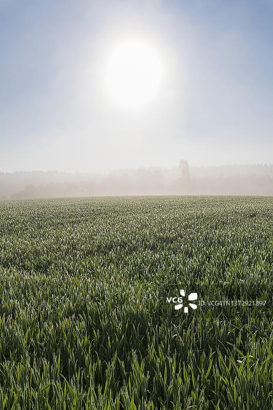 德国黑森州奥登wald麦田的清晨图片素材