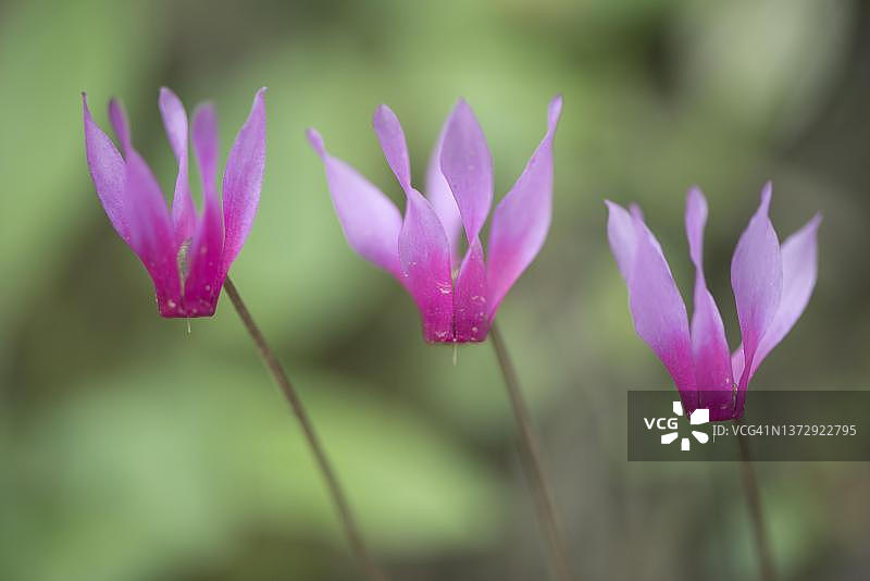 仙客来，科西嘉岛，法国图片素材