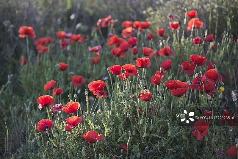 法国科西嘉岛的罂粟花图片素材