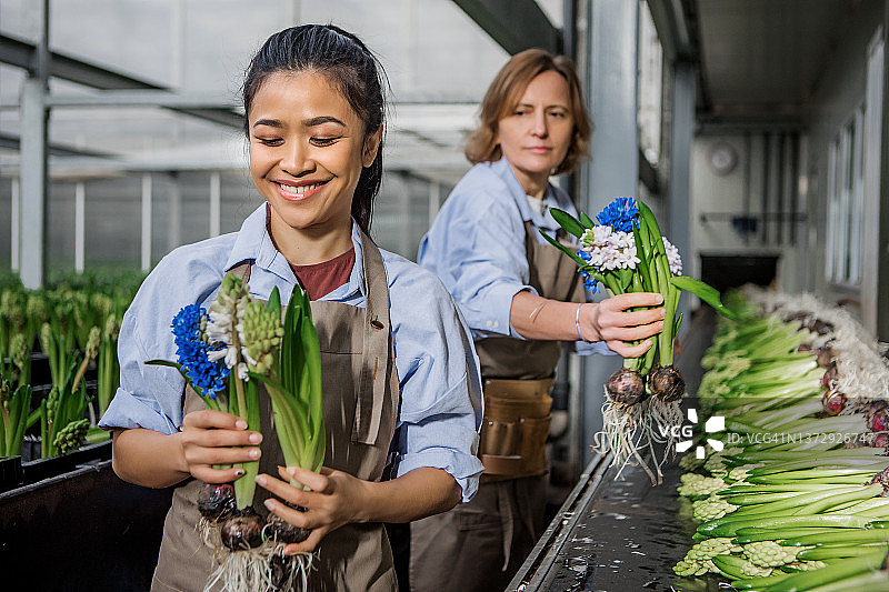 荷兰风信子温室里的两位专业女性农场工人图片素材