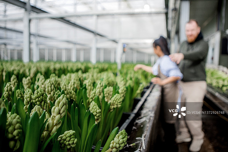 两名工厂工人在风信子鲜花生产线上工作图片素材