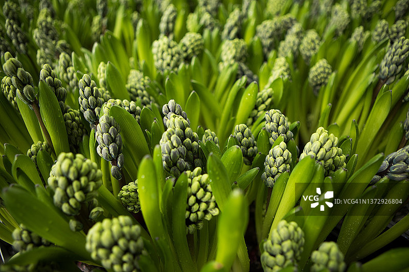 荷兰一家正在运营的风信子温室内部图片素材