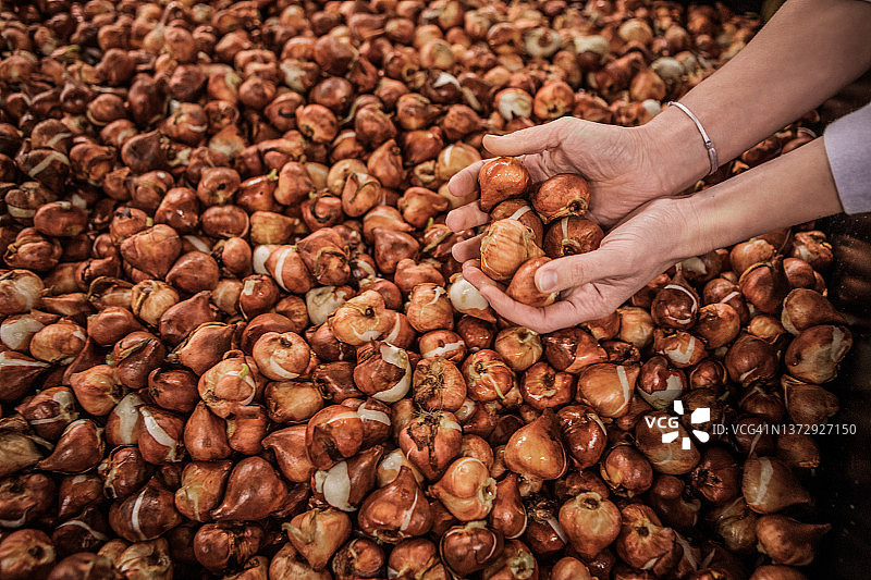 郁金香种球图片素材