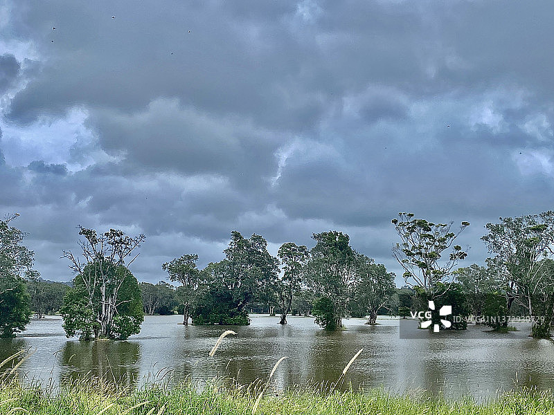 灰色天空下暴风雨后被洪水淹没的树林图片素材