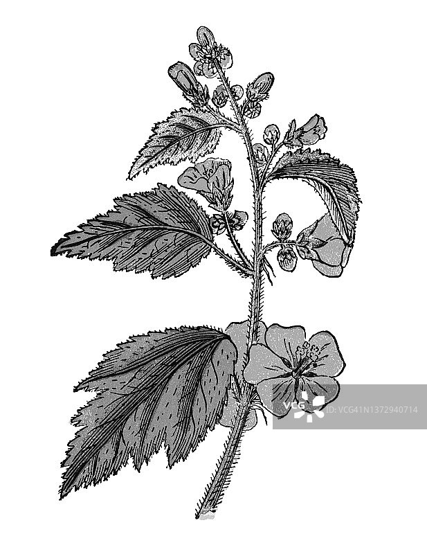 植物学：锦葵古老彩色石印插图图片素材