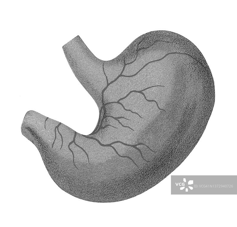 人体胃部复古插画图片素材