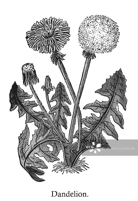 老式彩色石印插图：普通蒲公英图片素材