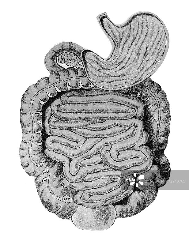 老式雕刻插图：人体肠道内脏图片素材