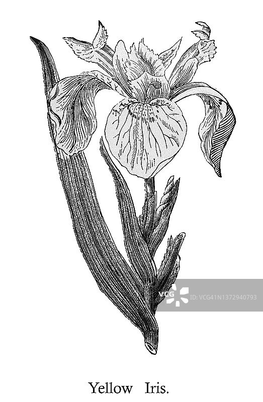 植物学：黄菖蒲古老彩色石印插图图片素材