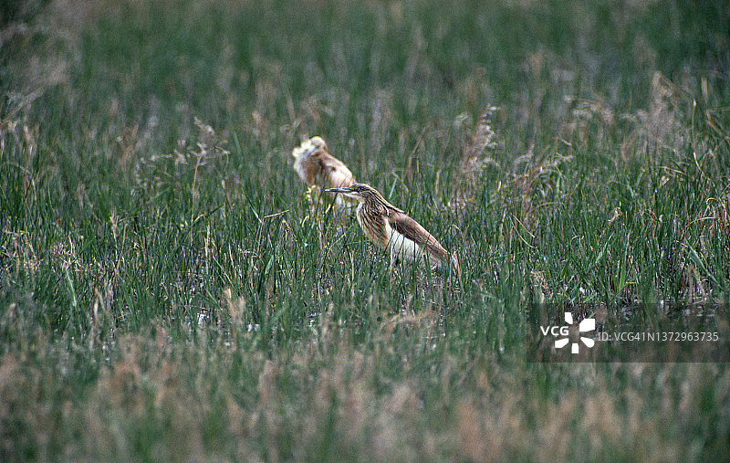 苍鹭在苏丹沼泽图片素材