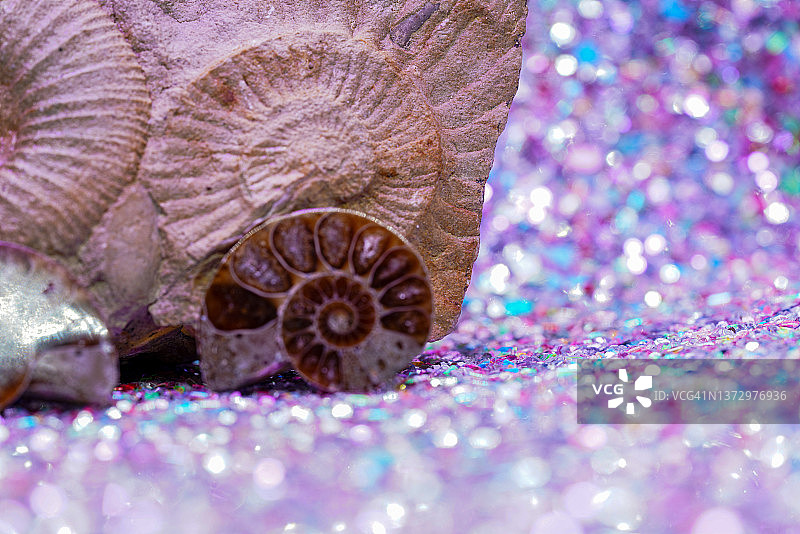 已灭绝的头足类亚纲菊石图片素材