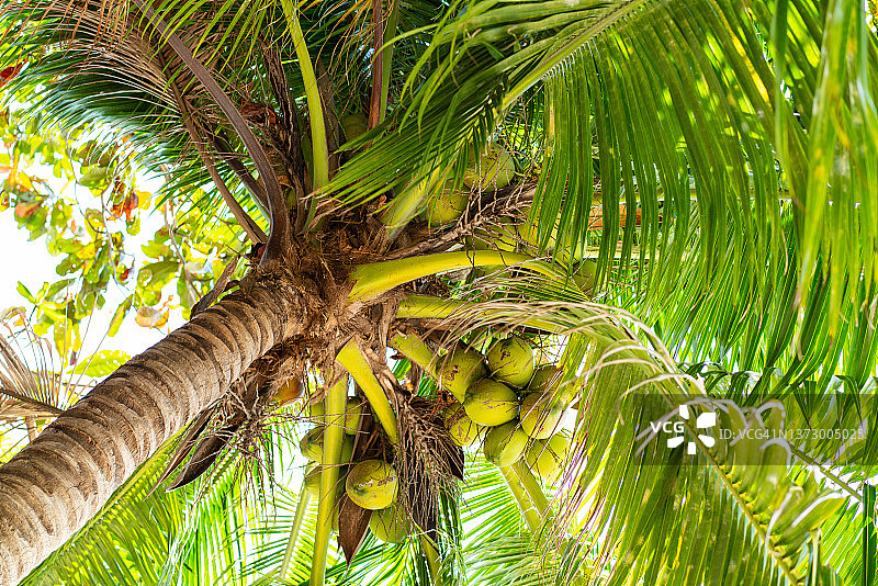椰子树特写图片素材