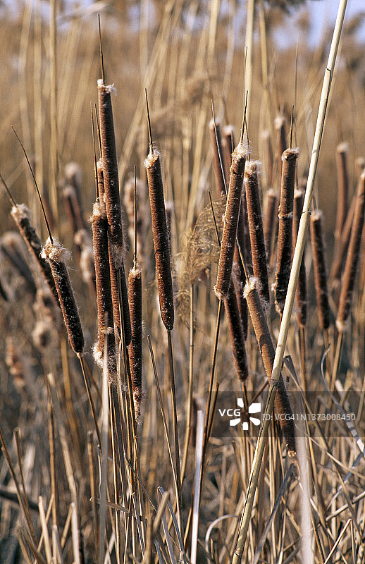 宽叶香蒲图片素材