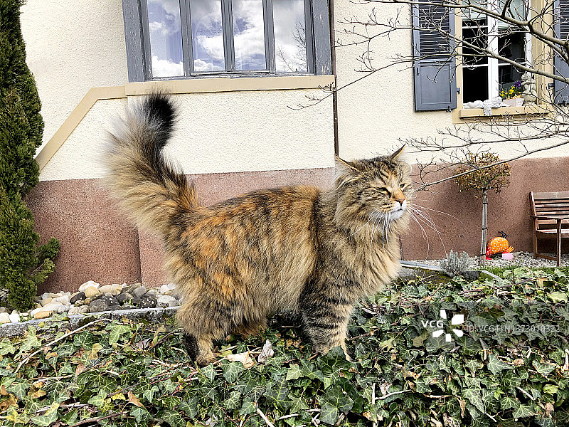 挪威森林猫特写图片素材