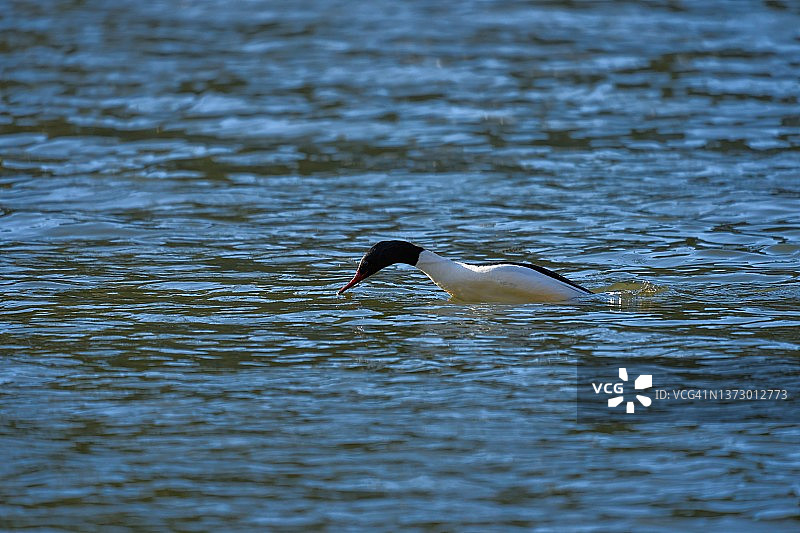 雄性普通秋沙鸭将头伸入水中图片素材