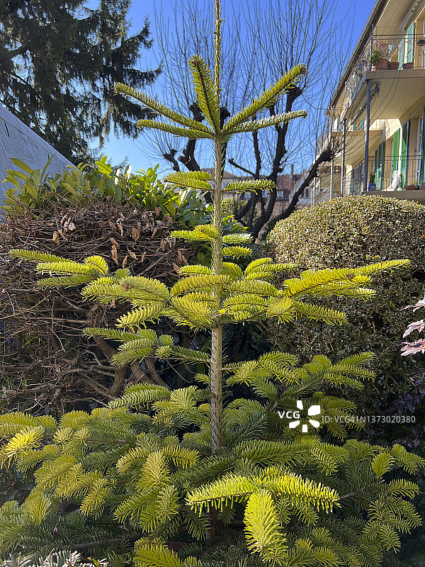 带有新叶和树枝的西西里冷杉树图片素材