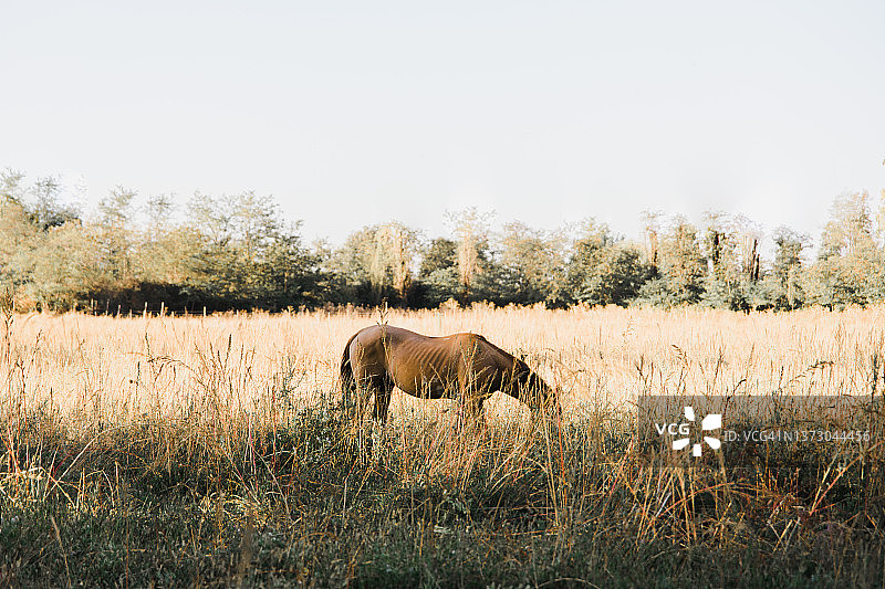 在田野里吃草的棕色马图片素材
