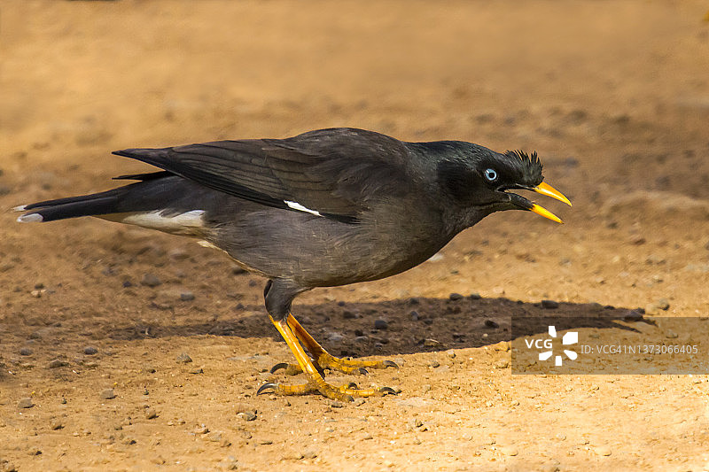 家八哥图片素材