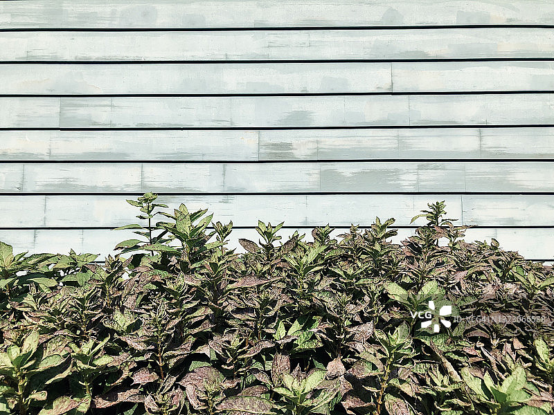 带有绿色壁板和树叶的墙壁图片素材