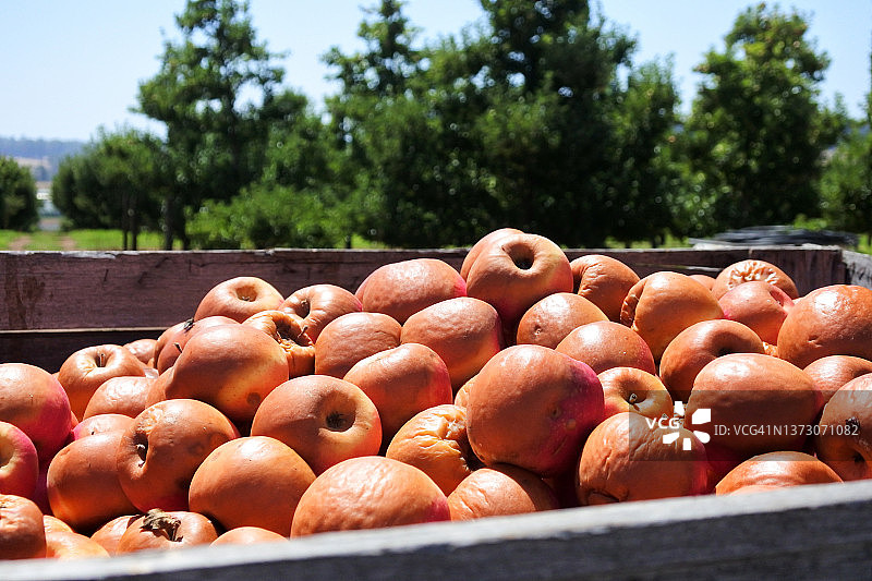 果园里腐烂的苹果图片素材