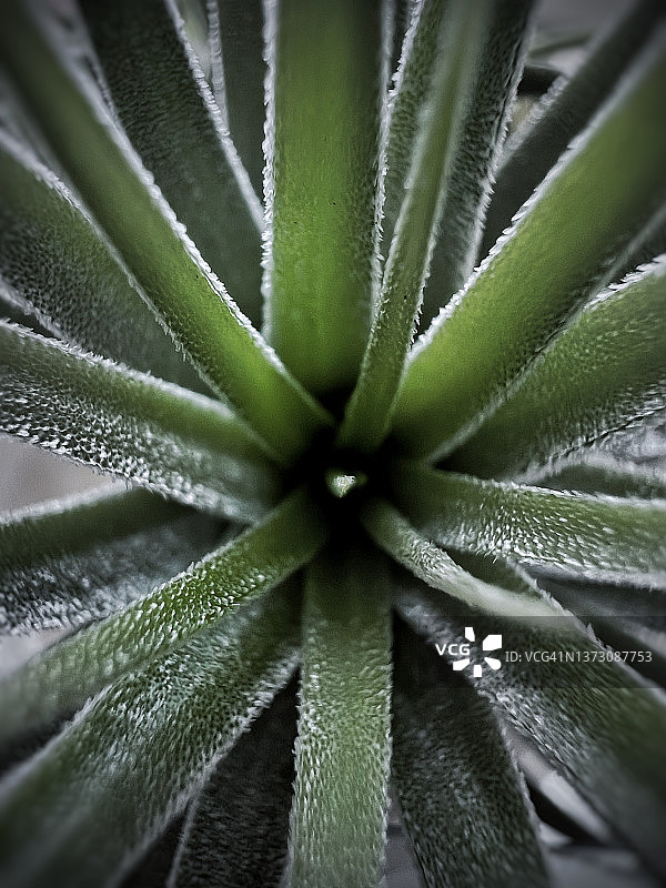 铁兰-空气植物图片素材