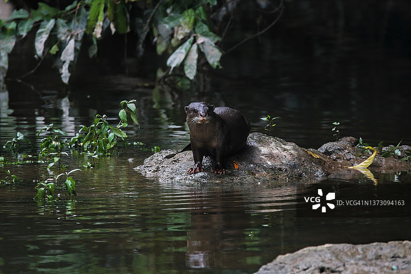 泰国滑毛水獭图片素材