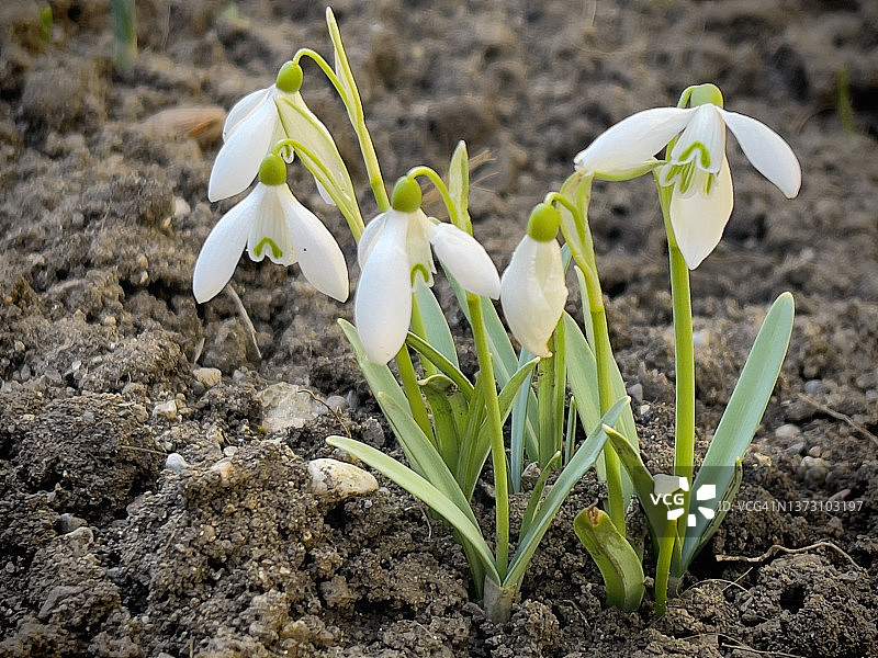 三月，初绽的鲜花，春天的喜悦图片素材