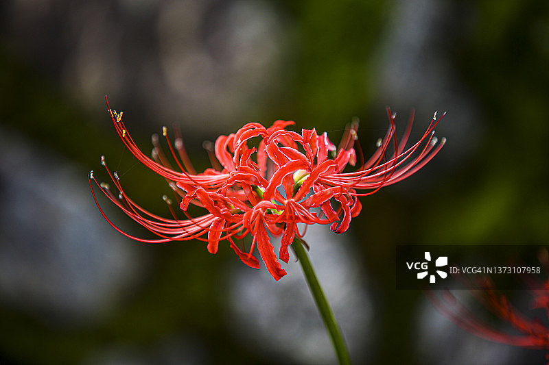 红色彼岸花图片素材