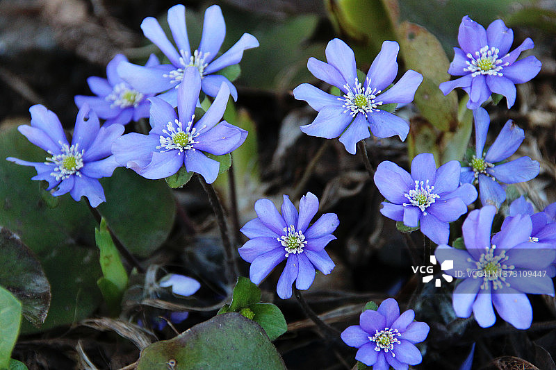 地钱的繁花图片素材