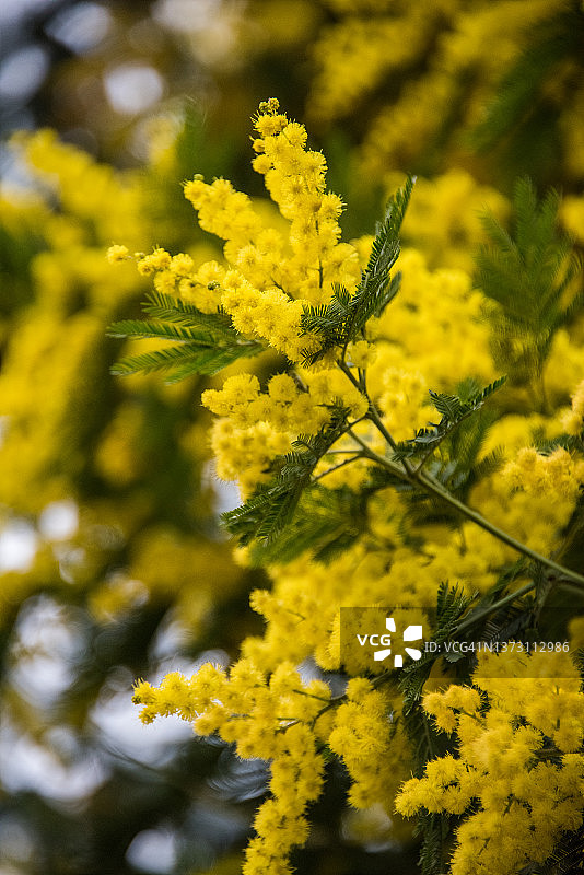 含羞草树图片素材