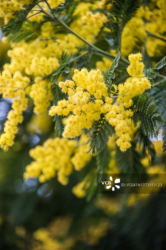 含羞草花图片素材