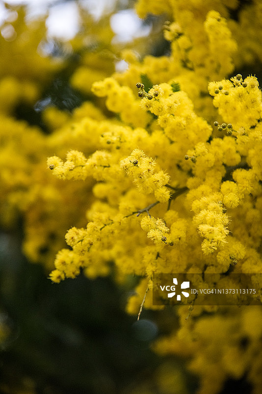 含羞草花图片素材