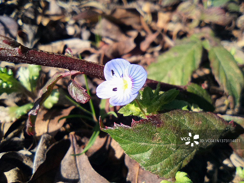 花朵微距摄影图片素材
