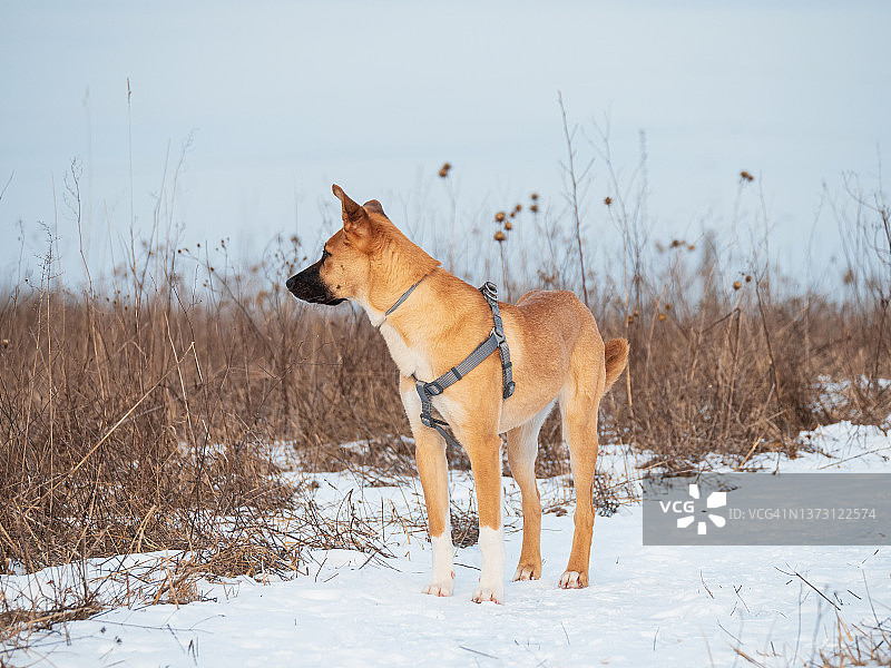 混血红毛狗在雪路上图片素材