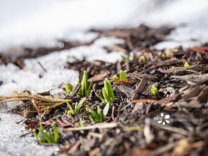春天的发芽图片素材