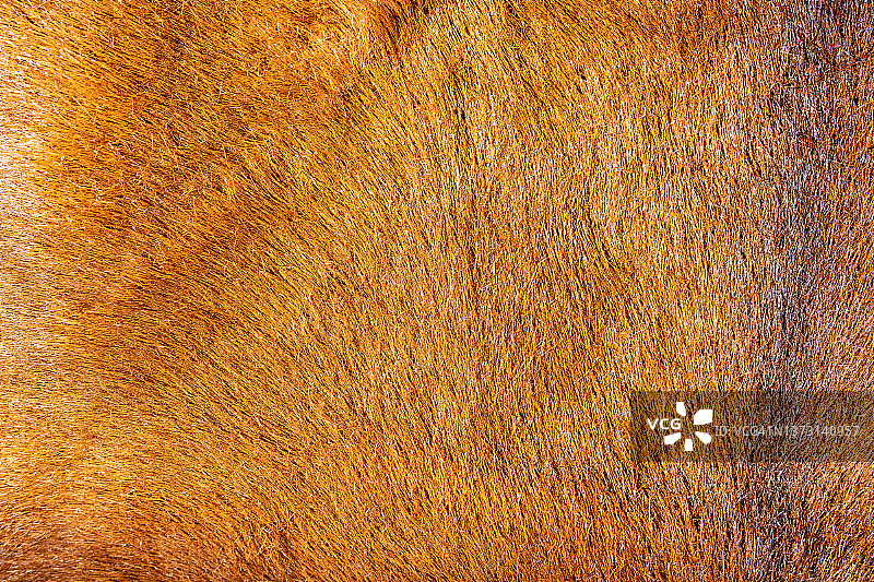 羊毛背景图片素材