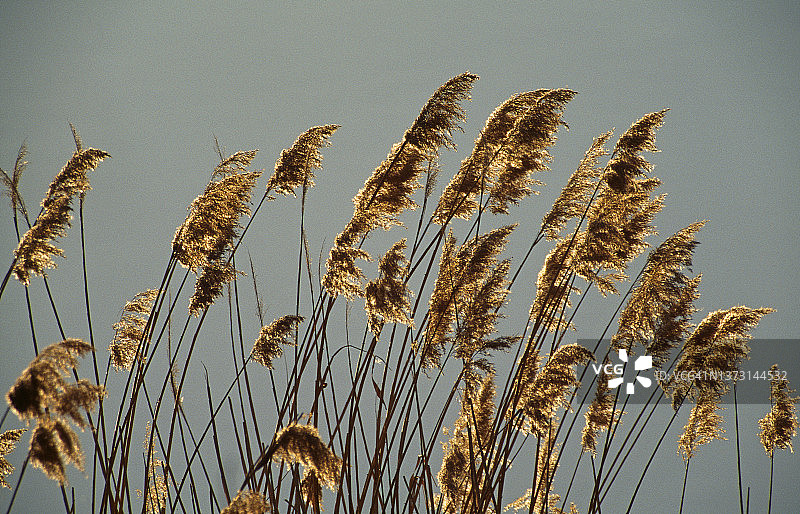 安纳托利亚中部的芦苇图片素材
