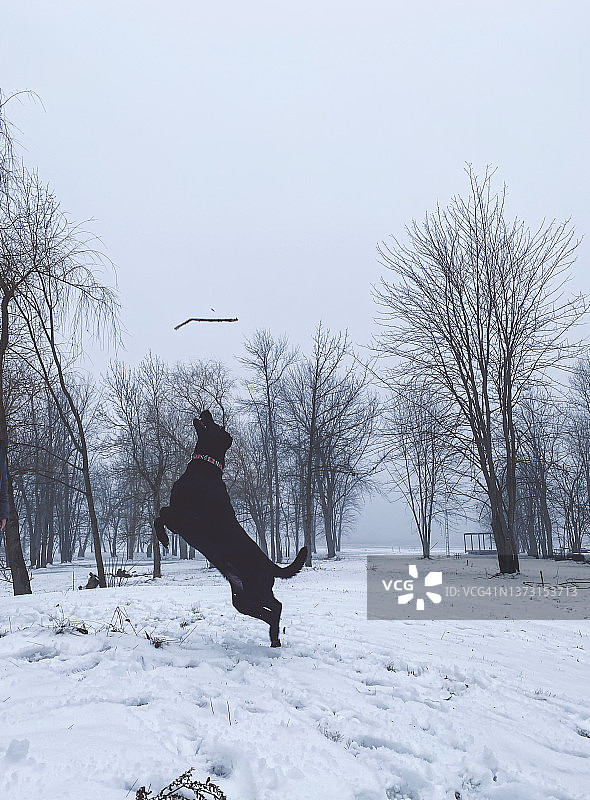 在雪地里玩耍的拉布拉多犬图片素材